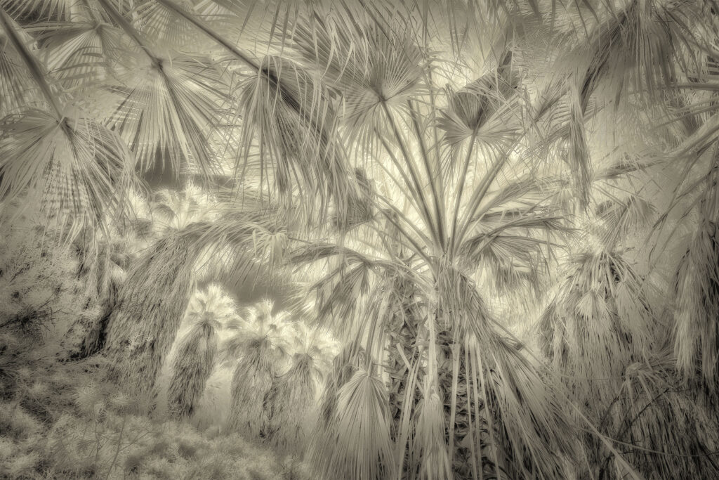 Overhead Palms